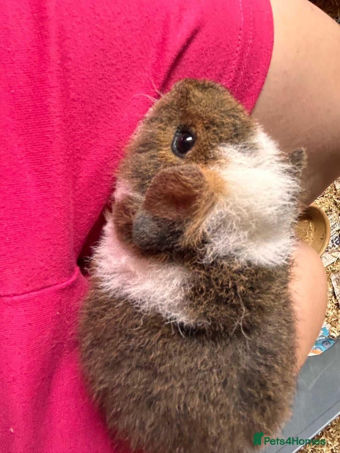 Guinea Pig rodents for sale: Teddy boar guinea pigs  - Image 4