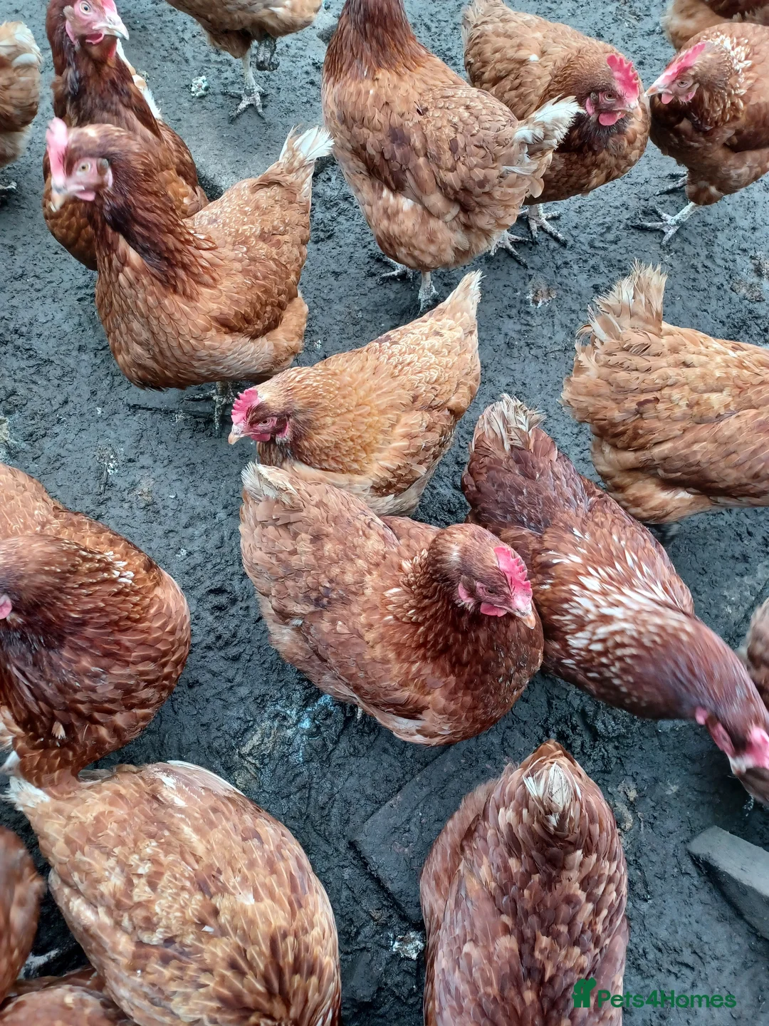 Mixed Breed birds for sale: Chicken  in Pontypridd - Advert 1