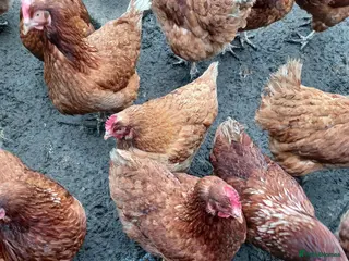 Mixed Breed birds Chicken - Advert 3