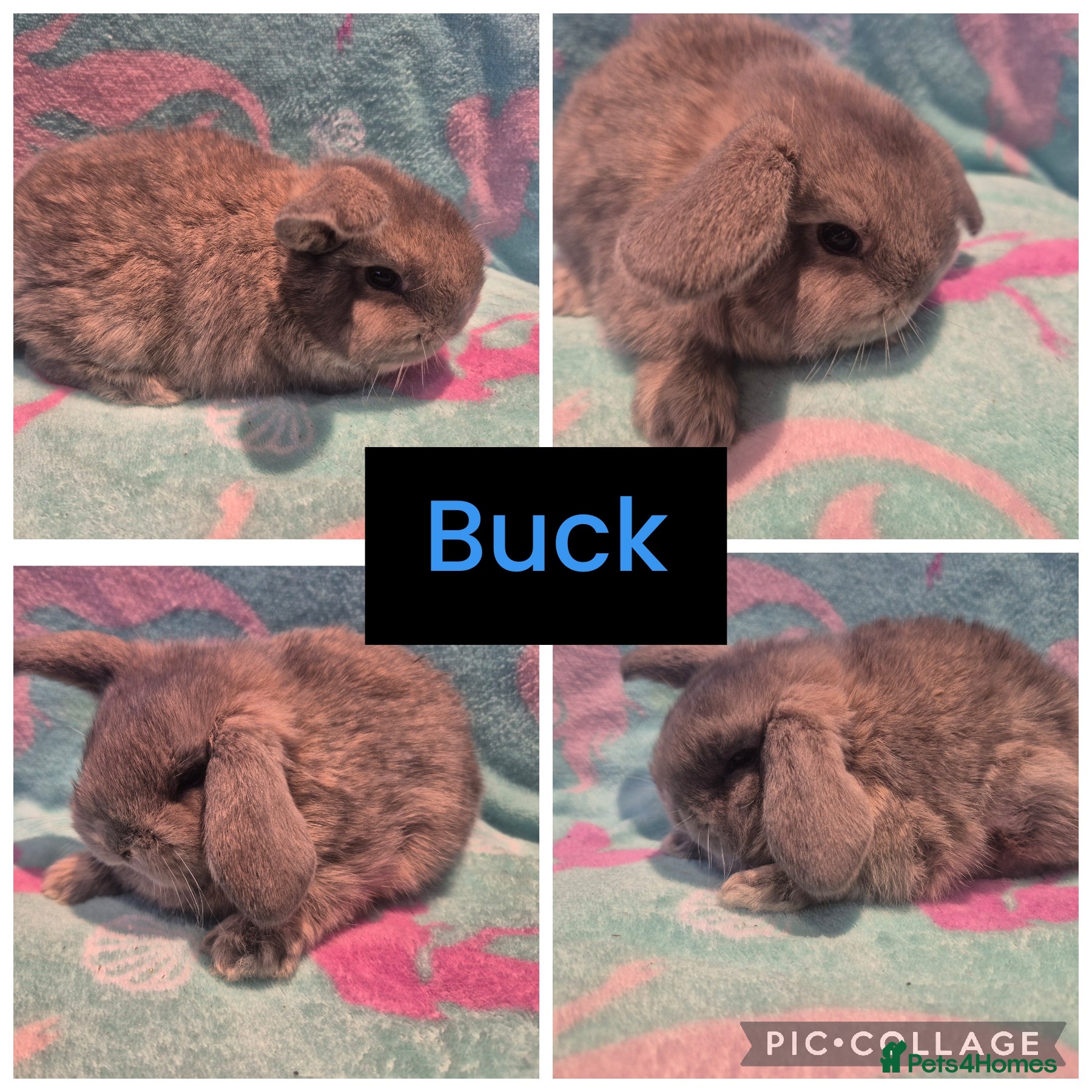 Mini Lop rabbits 4 babies ready to leave 2nd March - Advert 4