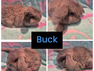 Mini Lop rabbits 4 babies ready to leave 2nd March - Advert 2