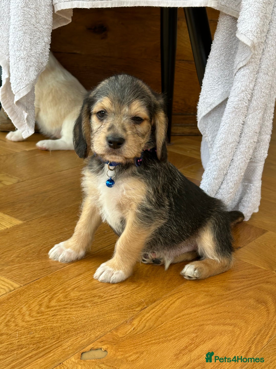 Mixed Breed dogs for sale: Beautiful Beagle X Cavapoo Puppies 🐾  - Image 24