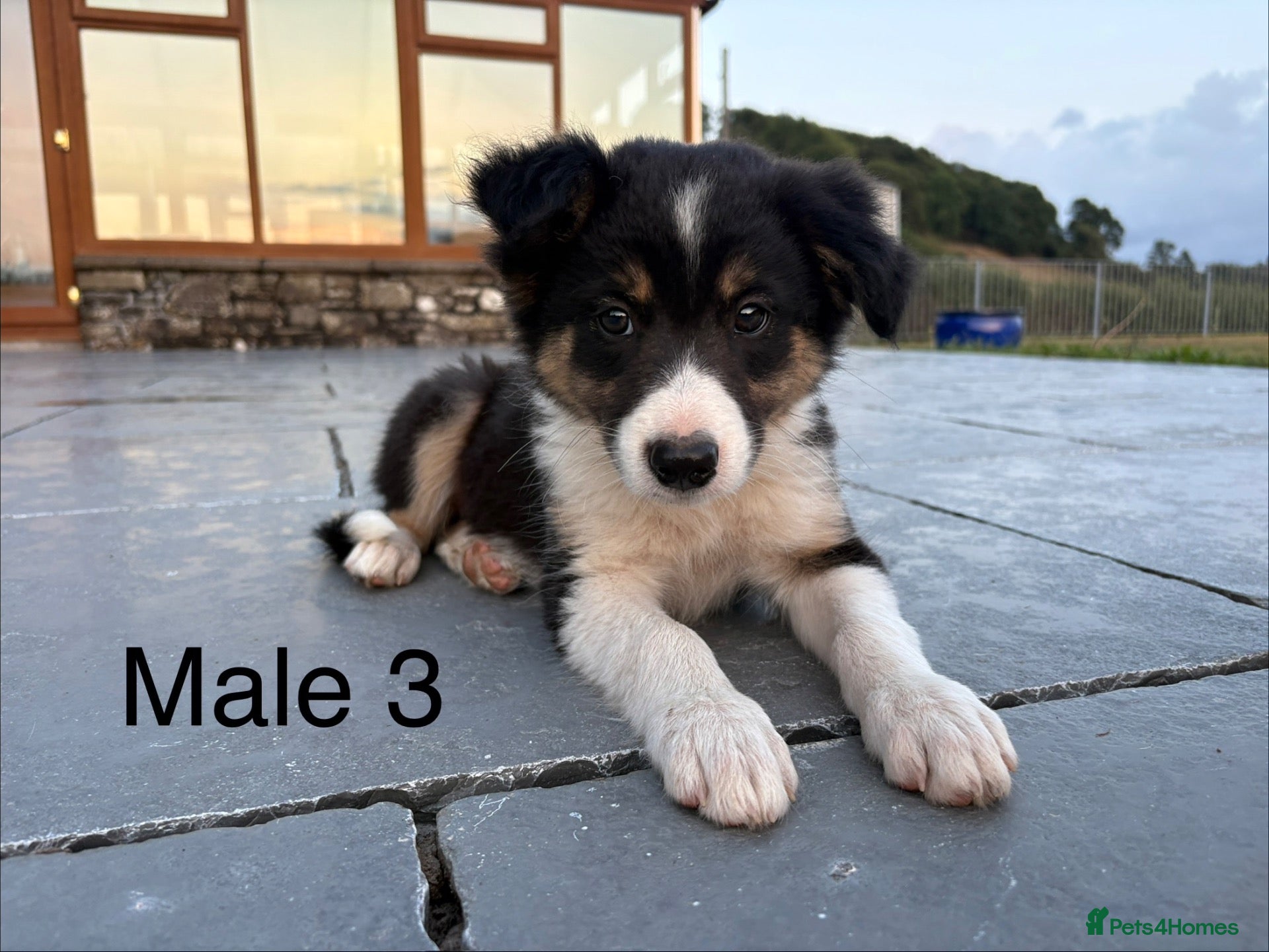 Border Collie dogs Beautiful Welsh Border Collie Puppies - Advert 2