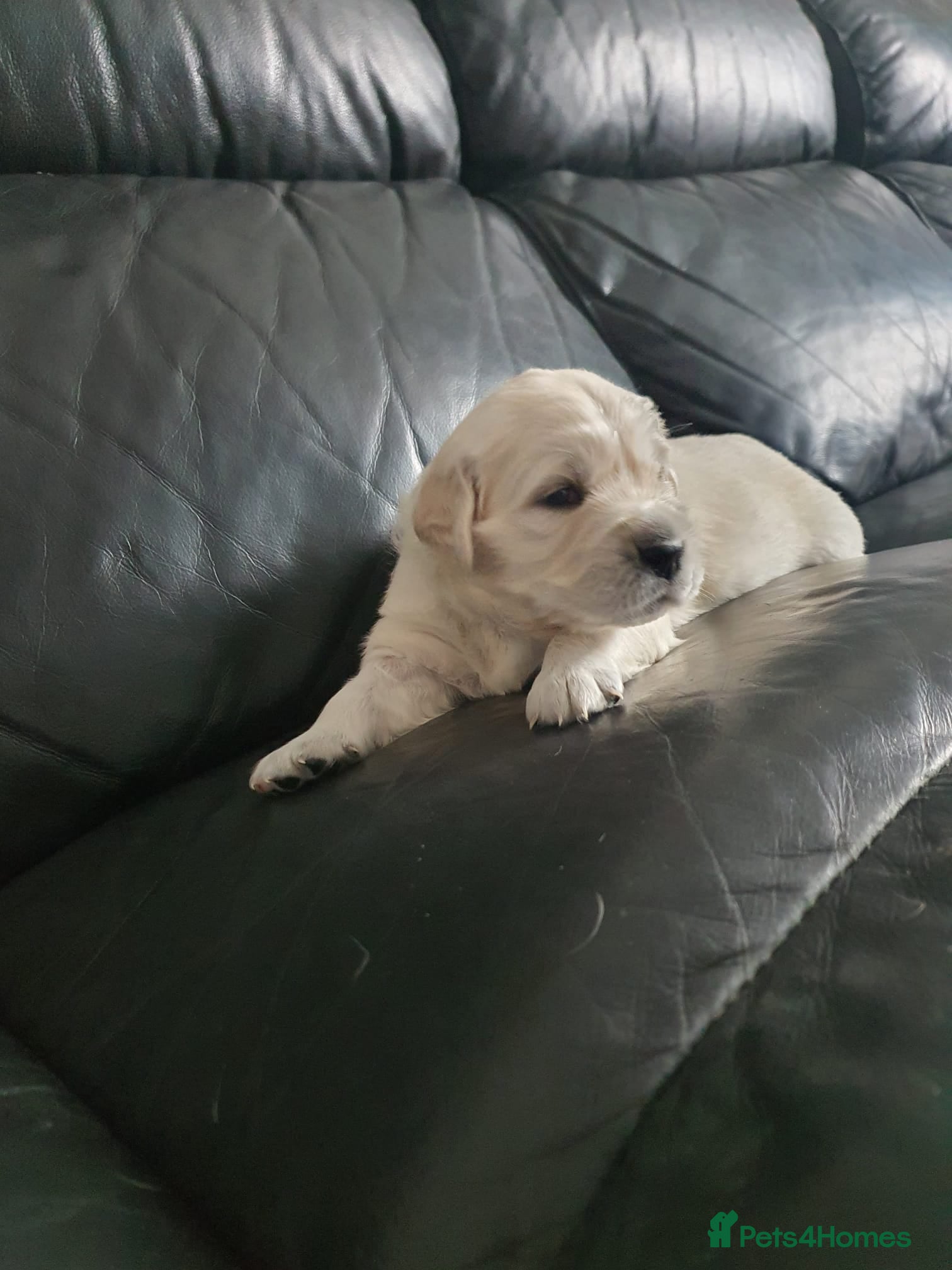 Golden Retriever dogs KC Registered Golden Retriever Puppies  - Advert 10