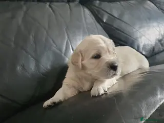 Golden Retriever dogs KC Registered Golden Retriever Puppies - Advert 10