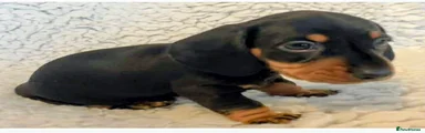 Miniature Dachshund Puppy 1