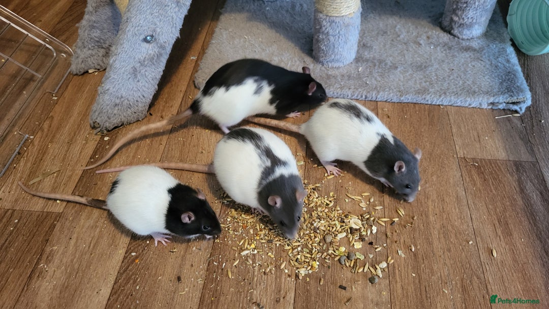 Rat rodents for sale: 4 Female Fancy Rats and Complete Setup  - Advert 14