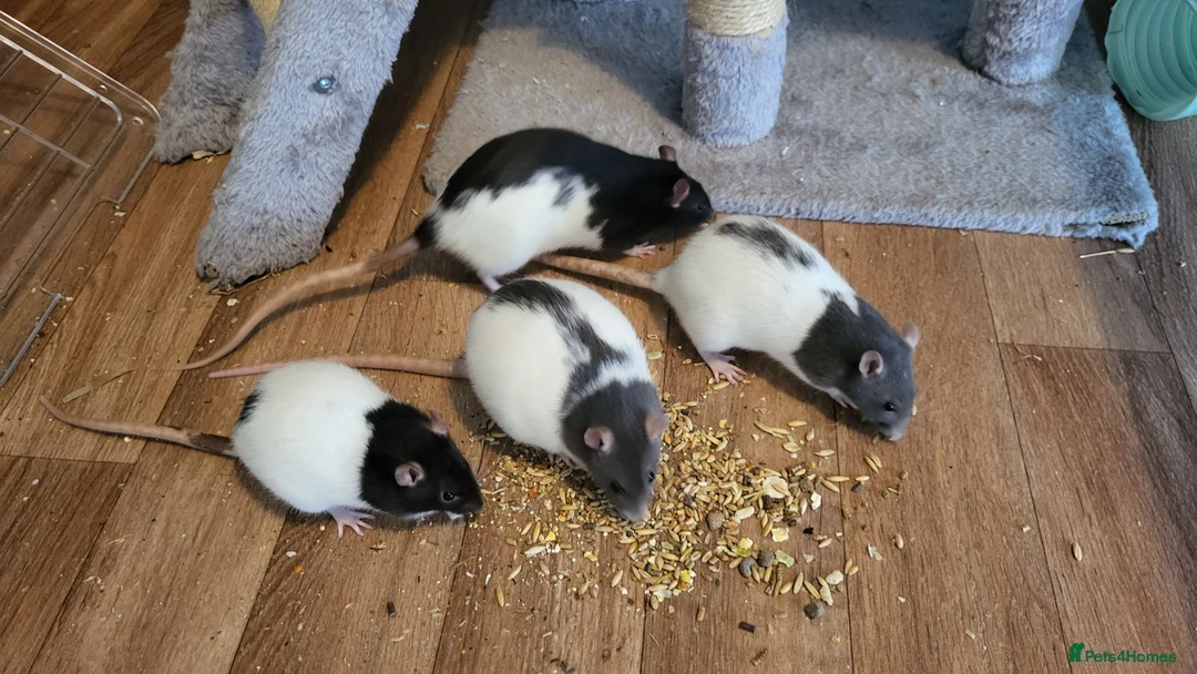 Rat rodents for sale: 4 Female Fancy Rats and Complete Setup  - Advert 14