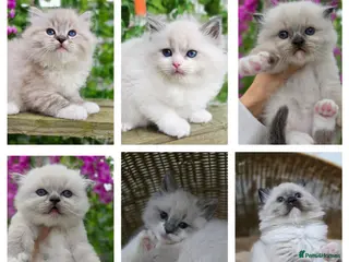Ragdoll cats 4 European babies. Champion lines. Tica registered - Advert 4