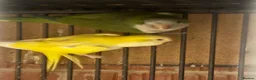 Parakeets birds for sale: Pair of adult monks parakeets in Leeds - Advert 4