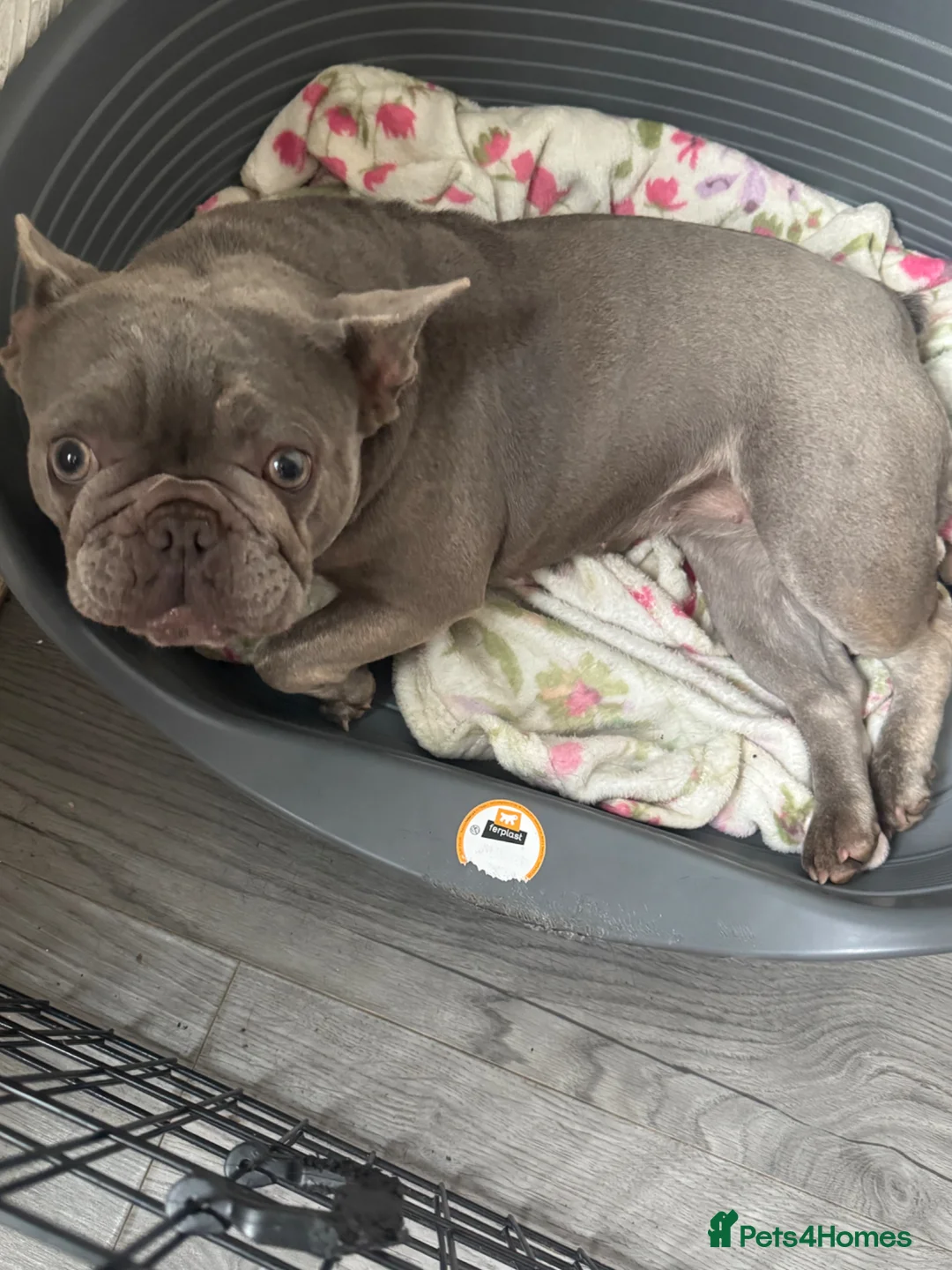 French Bulldog dogs for sale: Bella frenchie in Glasgow - Advert 2