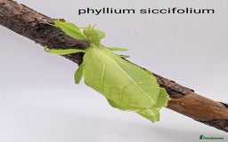 Stick Insects invertebrates for sale: Stick and leaf insect eggs - Image 7