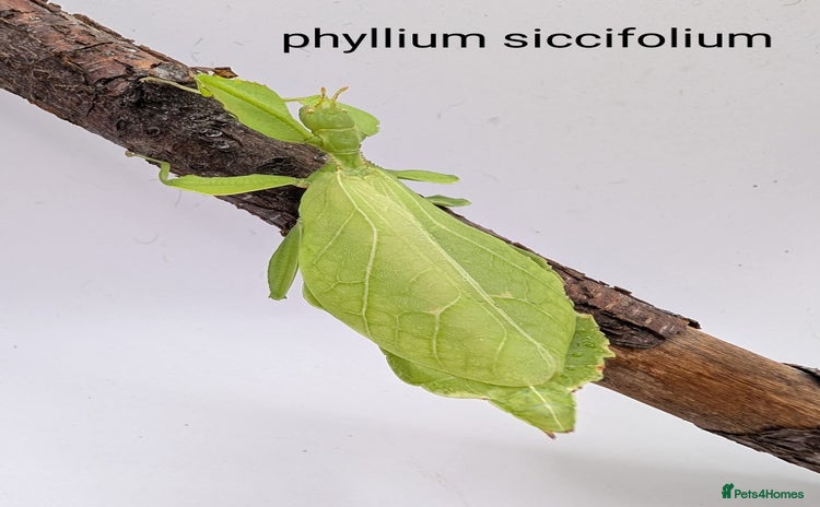 Stick Insects invertebrates - Advert 6