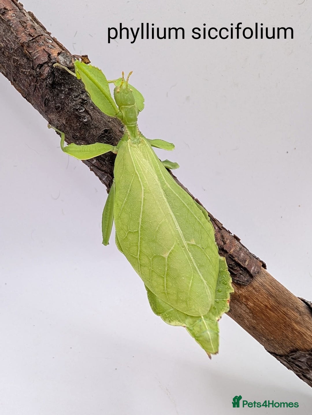 Stick Insects invertebrates for sale: Stick and leaf insect eggs - Image 7