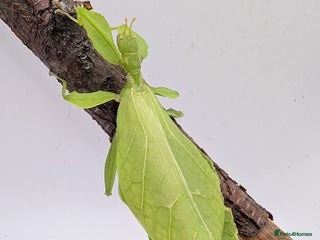 Stick Insects invertebrates - Advert 11