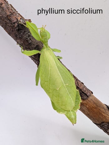 Stick Insects invertebrates - Advert 2