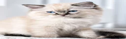 Ragdoll cats for sale: Stunning TICA-Registered Ragdoll Boys Ready Now  - Advert 7