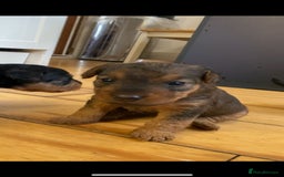 Lakeland Terrier dogs for sale: Lakeland Terrier pups - working style black & tan! - Image 11