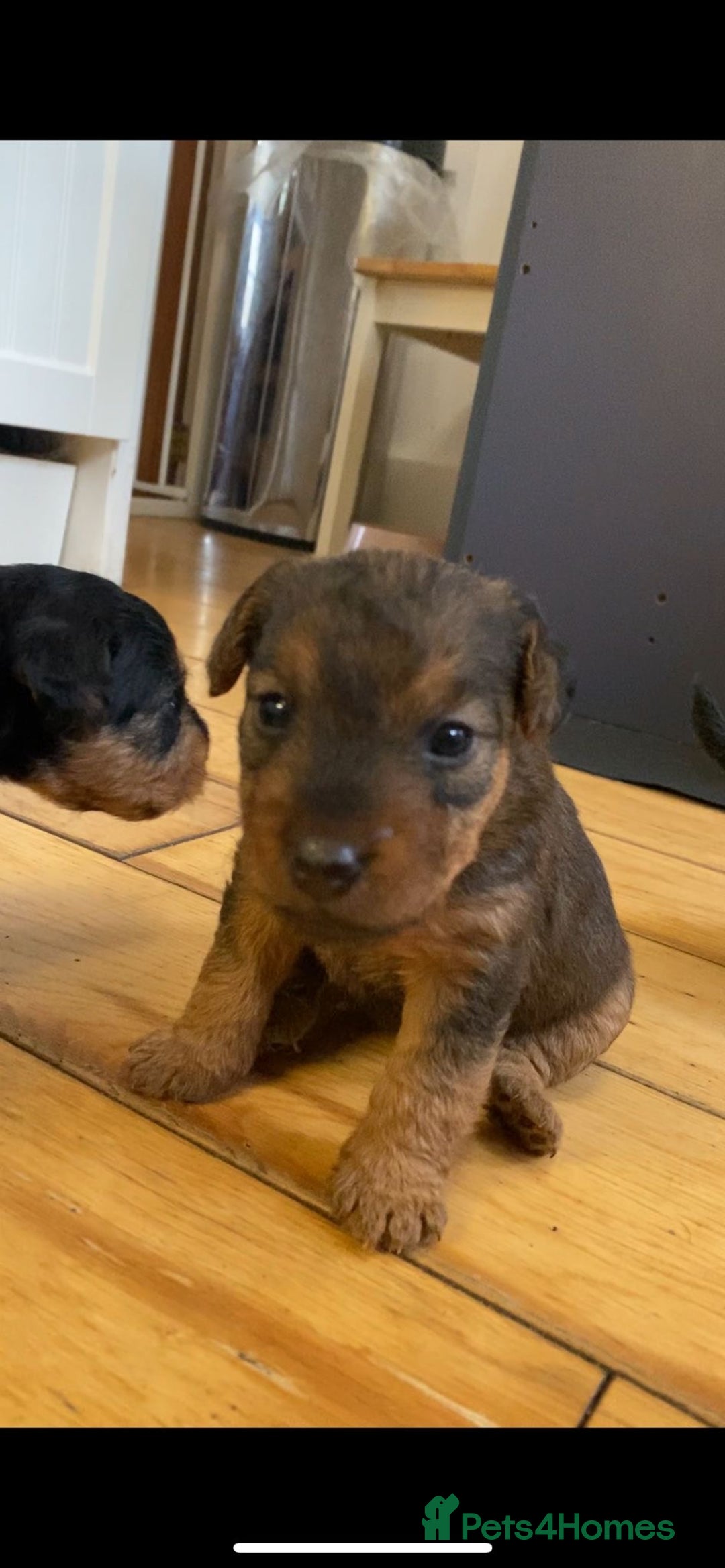 Lakeland Terrier dogs for sale: Lakeland Terrier pups - working style black & tan! - Image 11