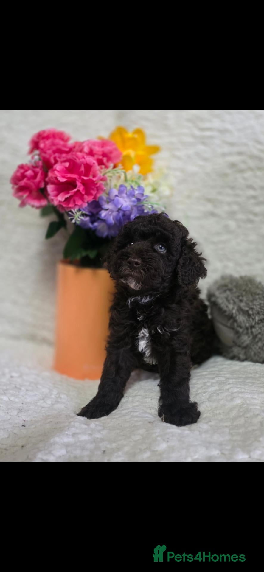 Miniature Poodle dogs Beautiful boy - Advert 1