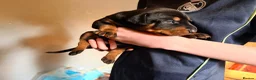 Dobermann dogs for sale: 7 Beautiful Dobermann puppies of mixed colours. in Reading - Advert 11
