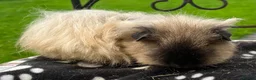 Guinea Pig rodents for sale: Gorgeous Cali bred guinea pigs.  - Advert 7