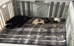 Mixed Breed dogs for sale: French Bull Jacks x 5 (All male)  - Image 17
