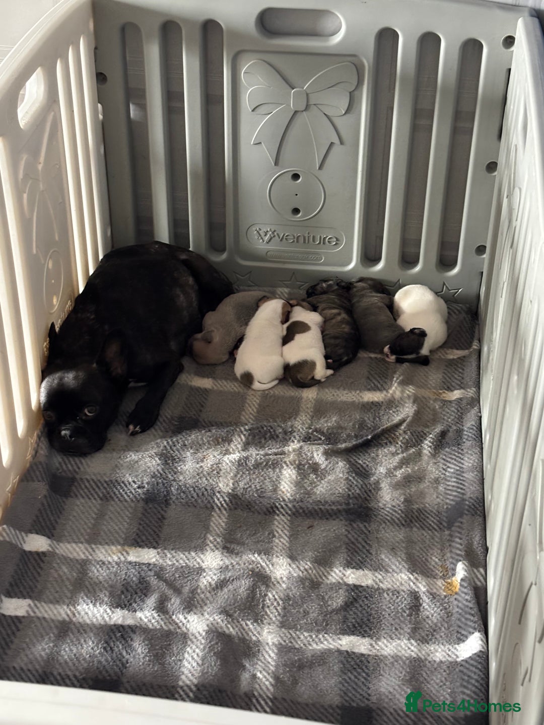 Mixed Breed dogs for sale: French Bull Jacks x 5 (All male)  - Image 17