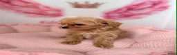 Maltipoo dogs for sale: Unique Love -Tiny Asian Maltipoo  - Advert 4
