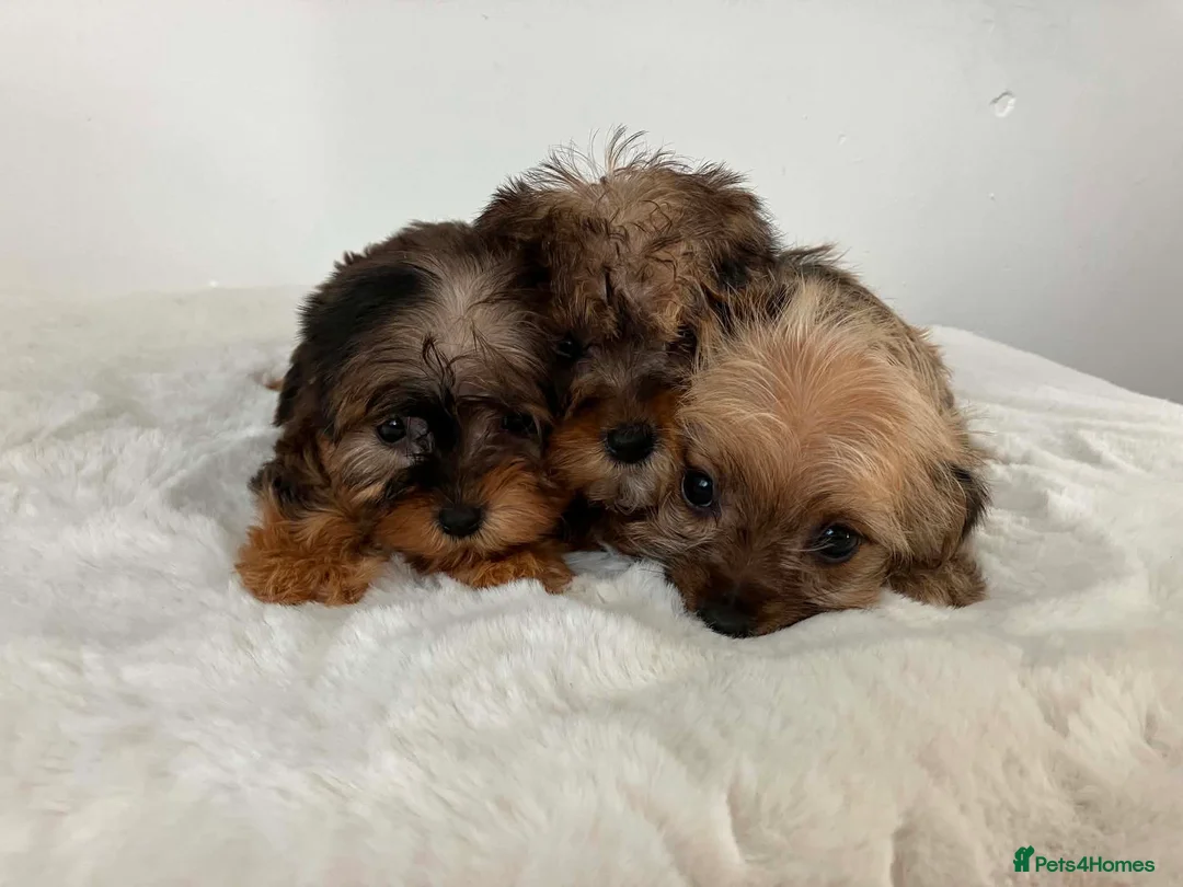 Sealyham Terrier dogs for sale: Sealyham miniture terrier - Advert 1