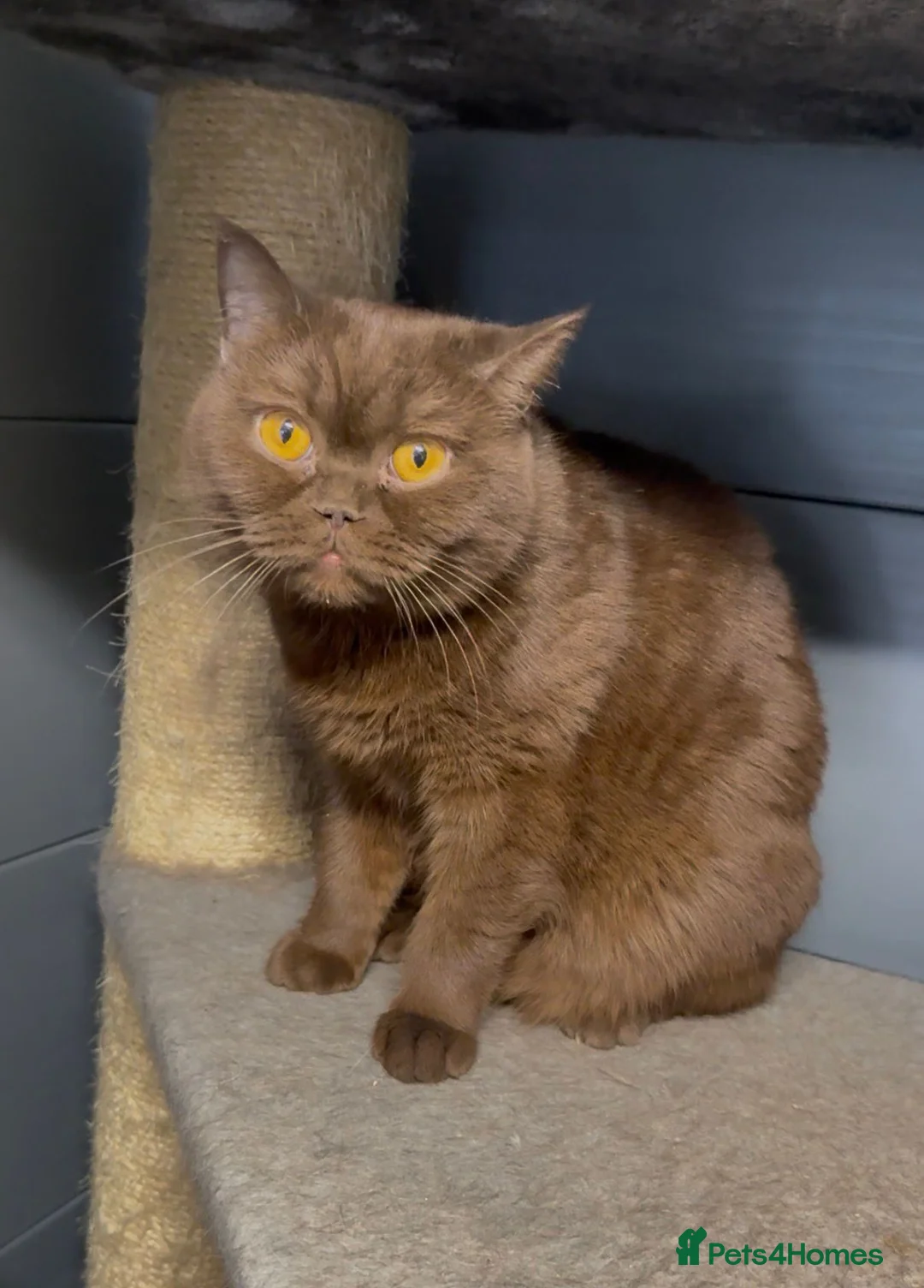 British Shorthair cats for sale: Beautiful chunky cinnamon boys looking new home - Advert 12