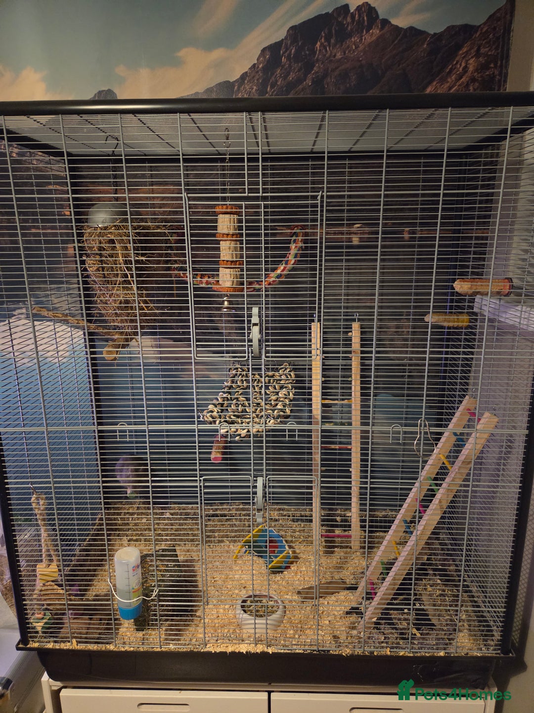 Degus rodents for sale: 2 x male degus - Advert 6