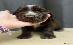 Cocker Spaniel dogs for sale: Stunning KC Reg Cocker Spaniel Pups Choco/Black - Image 40
