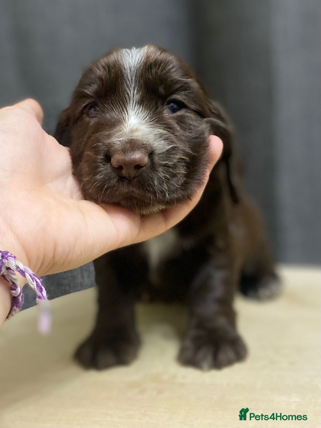 Cocker Spaniel dogs for sale: Stunning KC Reg Cocker Spaniel Pups Choco/Black - Image 40