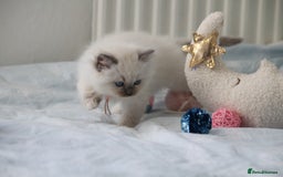 Ragdoll cats for sale: Active TICA princesses 👑❤️🩷💜 - Image 18