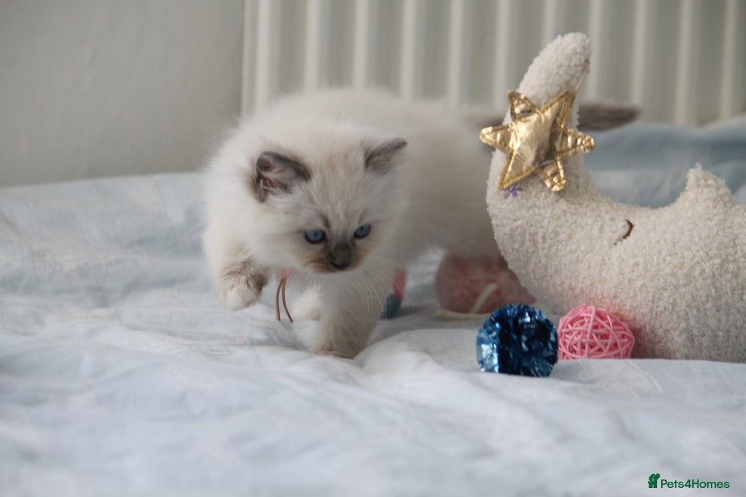 Ragdoll cats for sale: Active TICA princesses 👑❤️🩷💜 - Image 18