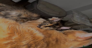 Maine Coon cats - Advert 9