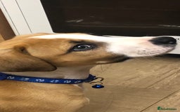 Border Terrier dogs for sale: Milo. - Image 2