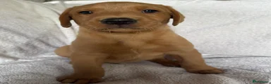 Labrador Retriever 3