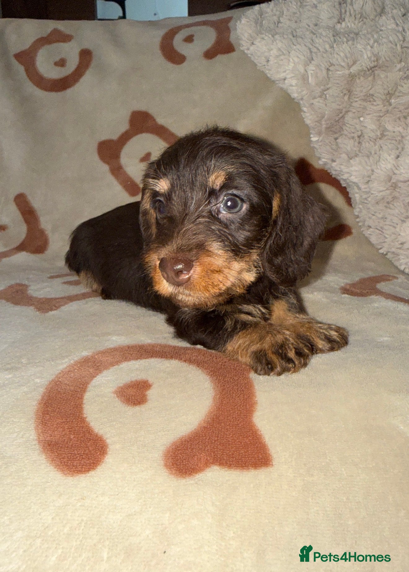 Miniature Dachshund dogs 💜Stunning KC Mini Wirehair Dachshunds💜 - Advert 1