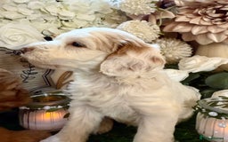 Cockapoo dogs for sale: Gorgeous Cockapoo puppies - Advert 8