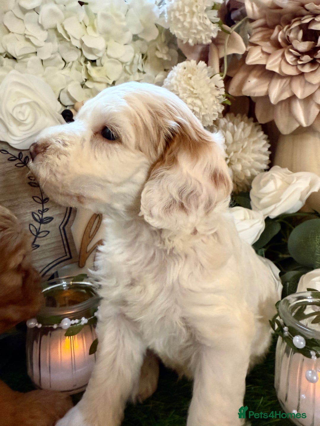 Cockapoo dogs for sale: Gorgeous Cockapoo puppies - Advert 8