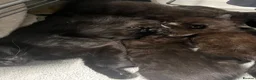 Mixed Breed cats for sale: Adorable kittens for sale  in London - Advert 12