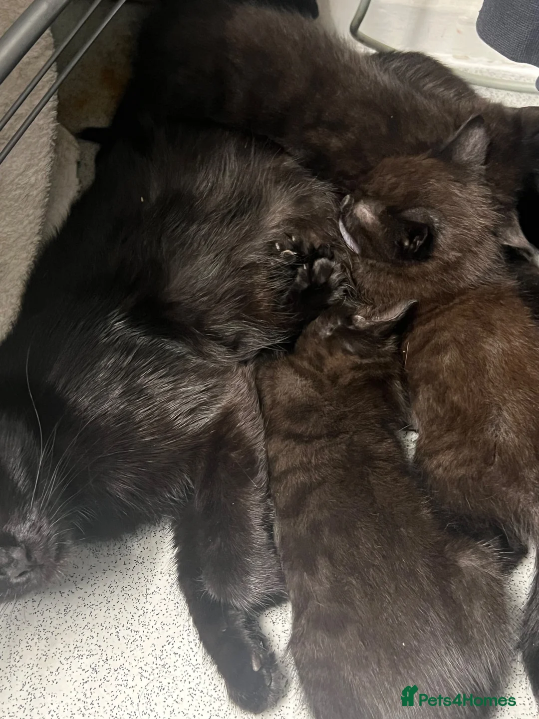 Mixed Breed cats for sale: Adorable kittens for sale  in London - Advert 12