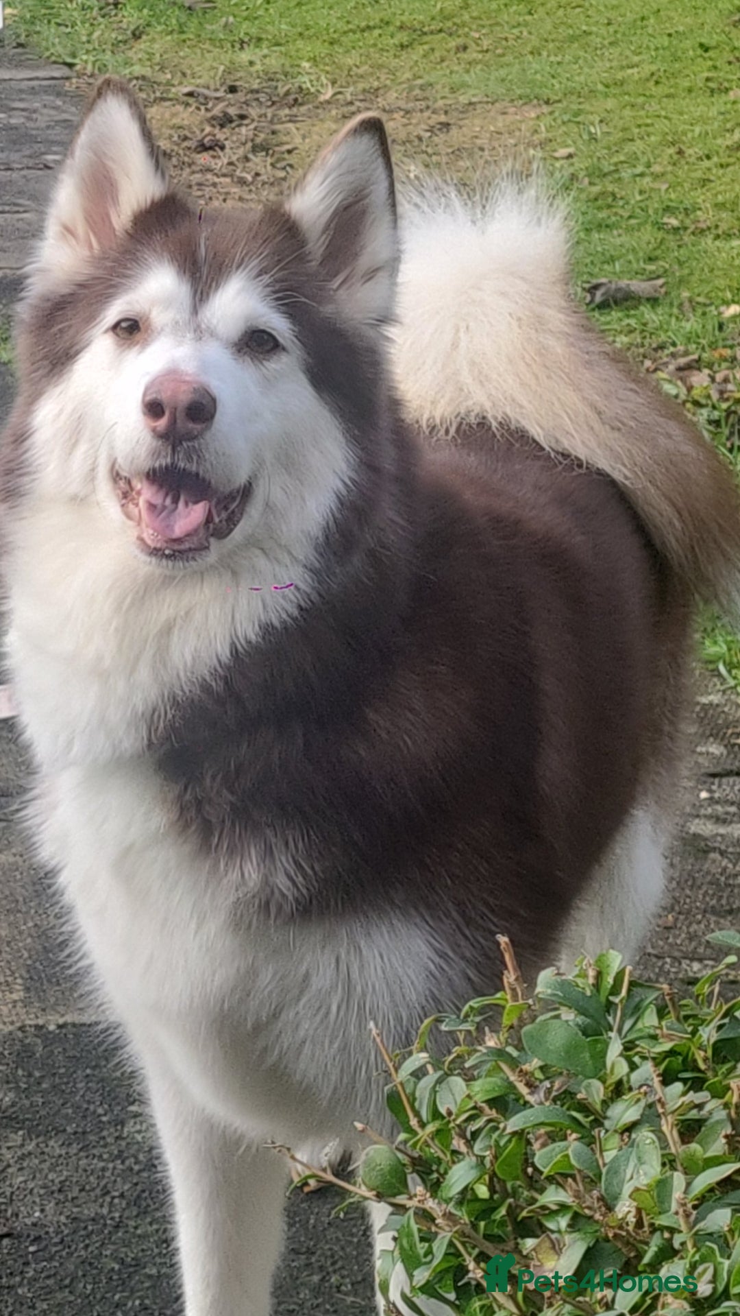 Alaskan Malamute dogs for sale: Female chocolate alaskan malamute  - Advert 1