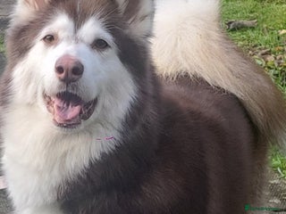 Alaskan Malamute dogs Female chocolate alaskan malamute - Advert 17