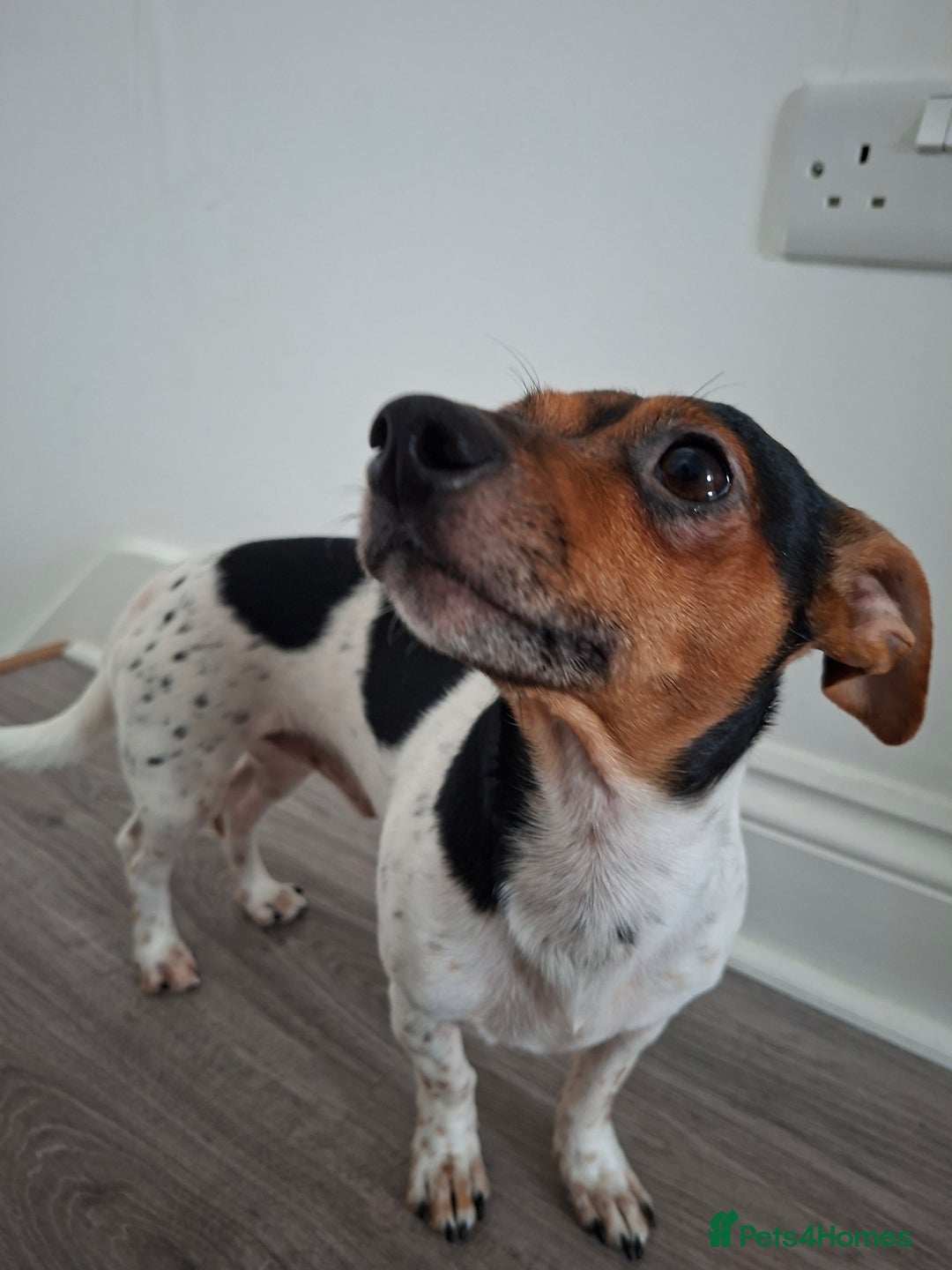 Mixed Breed dogs for sale: Jack Russel x Dachshund - Male 3 years old - Image 7