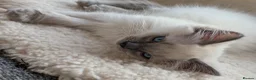 Ragdoll cats for sale: Stunning ragdoll kittens for sale.  - Advert 18