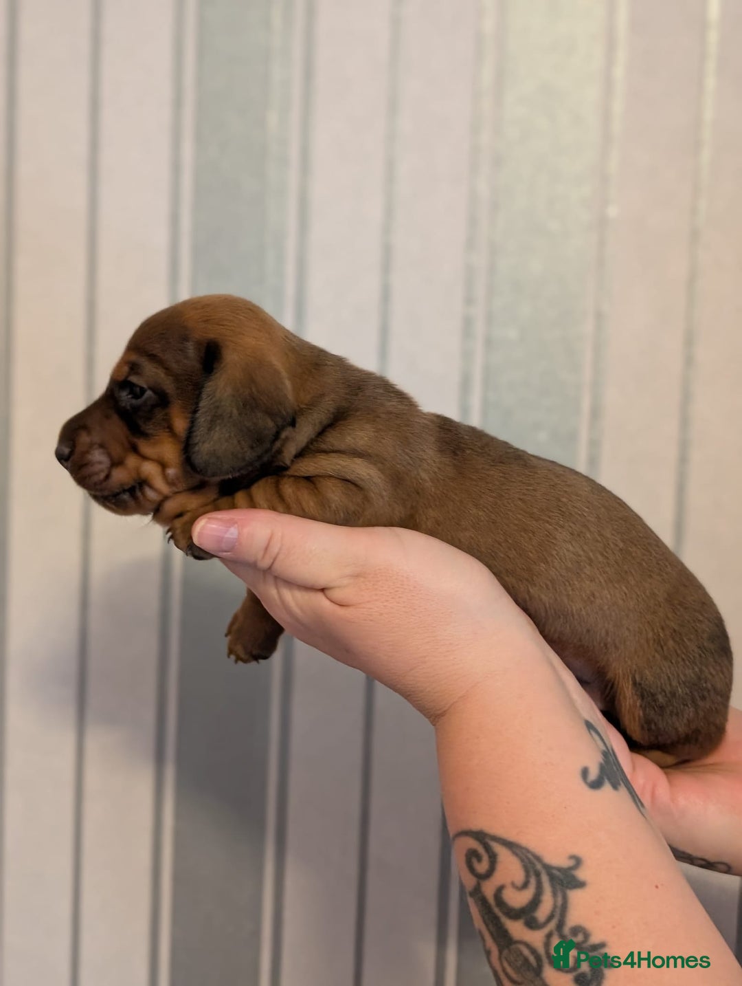 Miniature Dachshund dogs for sale: Miniature Dachshund Puppies For Sale  - Advert 15