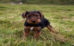 Welsh Terrier dogs for sale: WELSH TERRIER BOY PUPPY - Image 8
